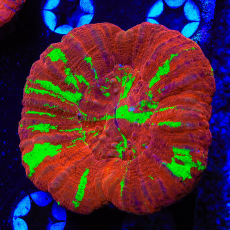 Bleeding Apple Scolymia Coral