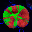 Bleeding Apple Scolymia Coral