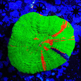 Bleeding Apple with Blue Scoly Coral