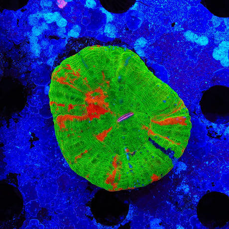 Bleeding Apple with Blue Scolymia Coral