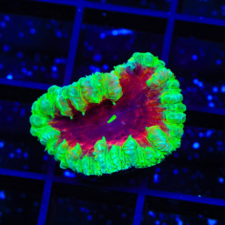 Blood Diamond Blastomussa Coral