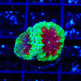 Blood Diamond Blastomussa Coral