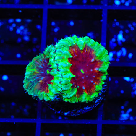 Blood Diamond Blastomussa Coral