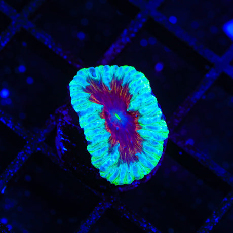 Blood Diamond Blastomussa Coral