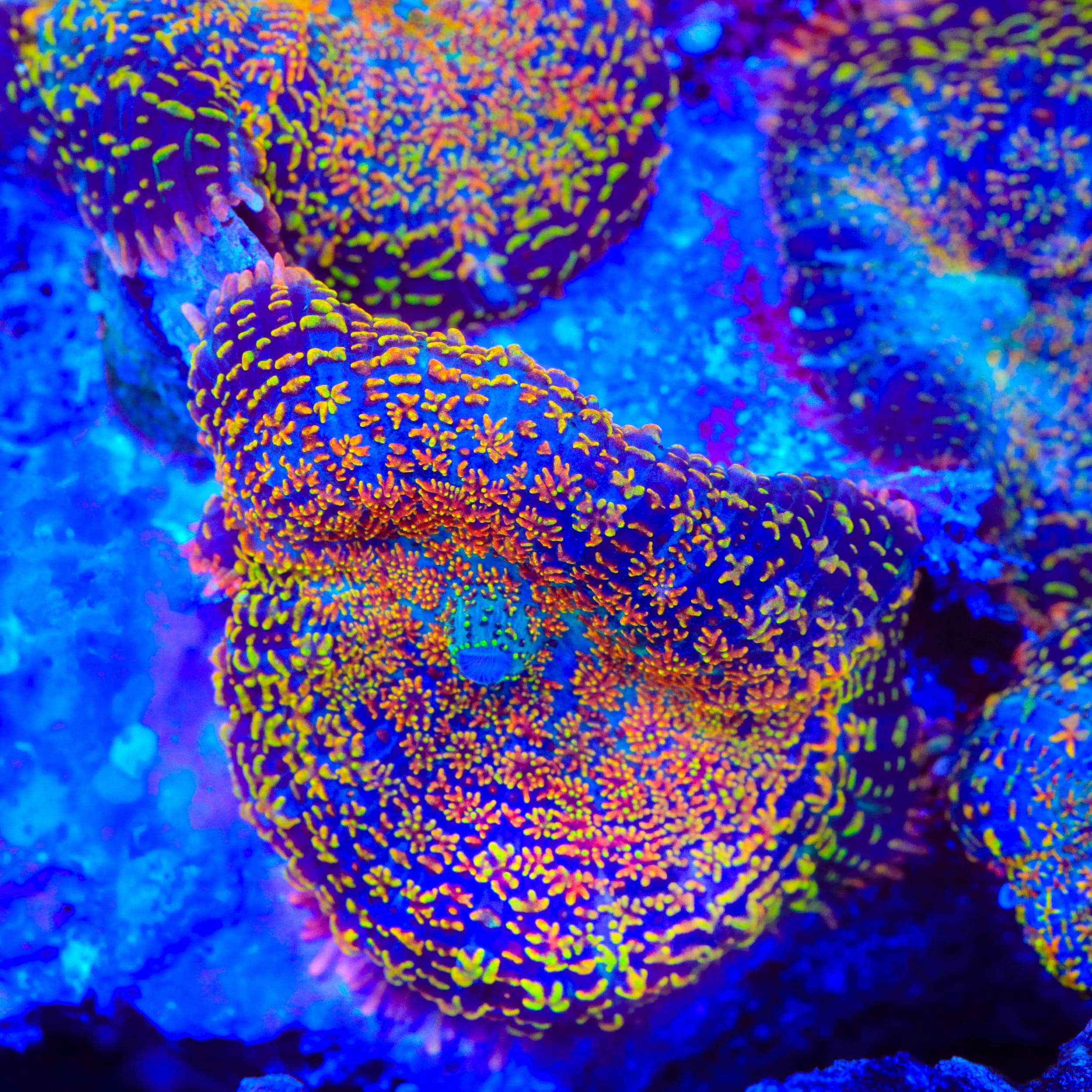 Blood Diamond Mushroom Coral