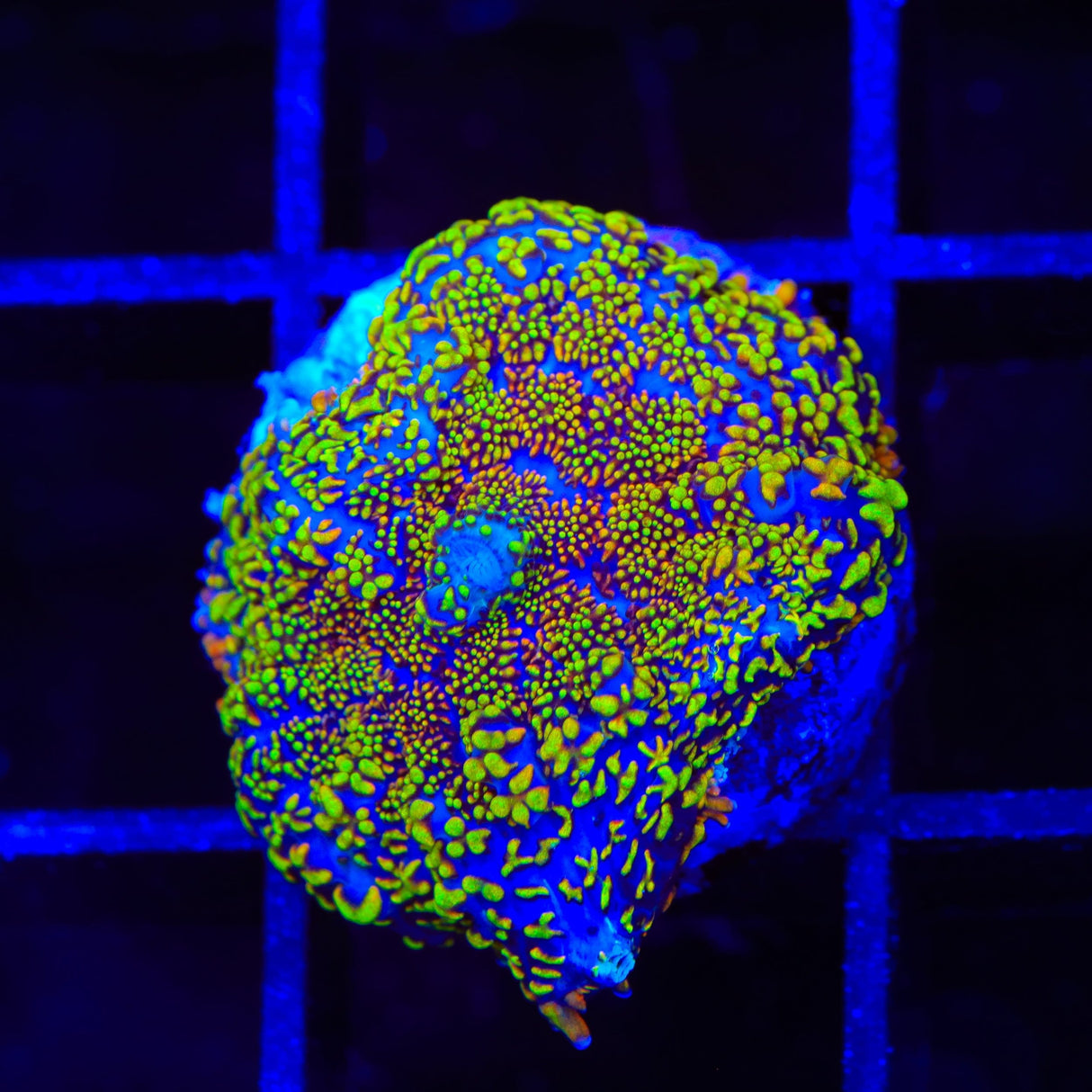 Blood Diamond Mushroom Coral