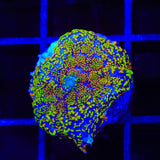 Blood Diamond Mushroom Coral