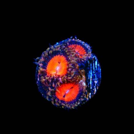 Bloodsucker Zoanthids Coral