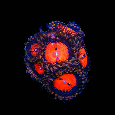 Bloodsucker Zoanthids Coral
