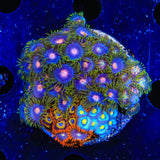 Blow Pop, AOI Combo Zoanthids Coral
