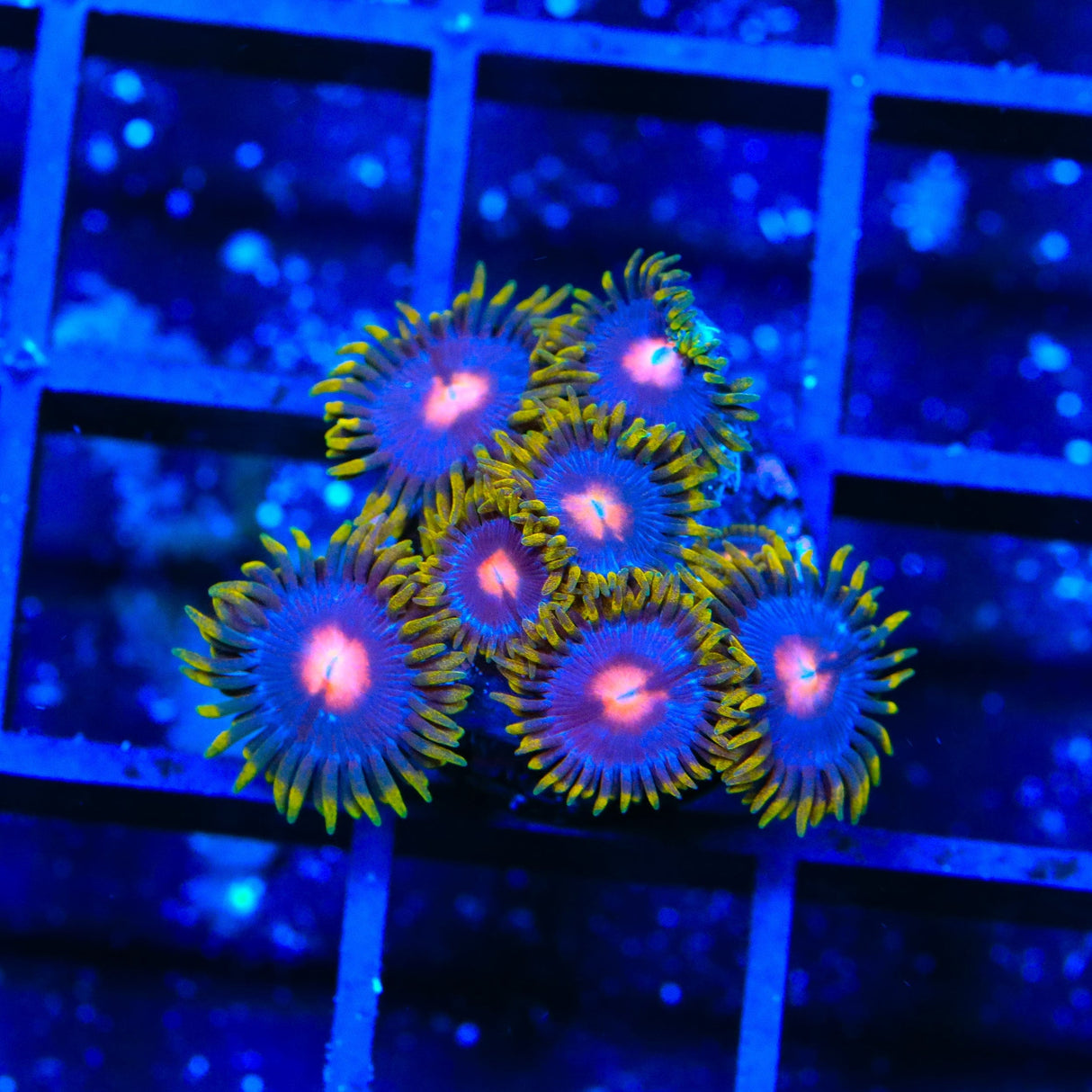 Blow Pop Zoanthids Coral