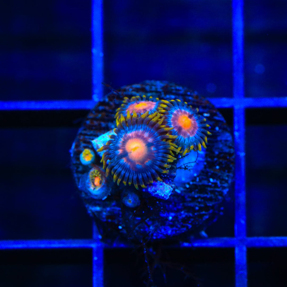 Blow Pop Zoanthids Coral