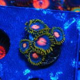 Blow Pop Zoanthids Coral