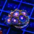 Blow Pop Zoanthids Coral