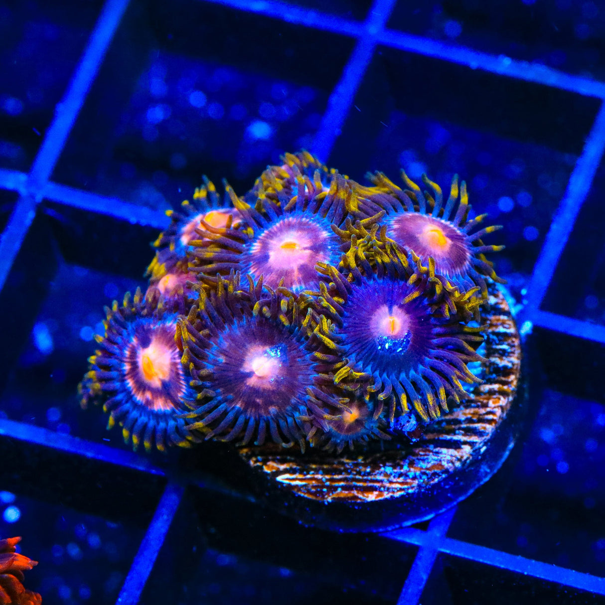 Blow Pop Zoanthids Coral