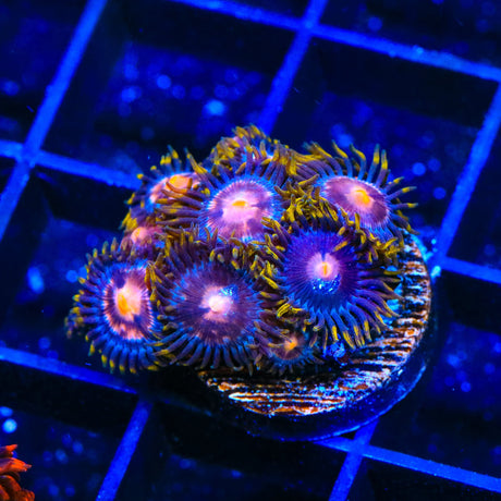 Blow Pop Zoanthids Coral