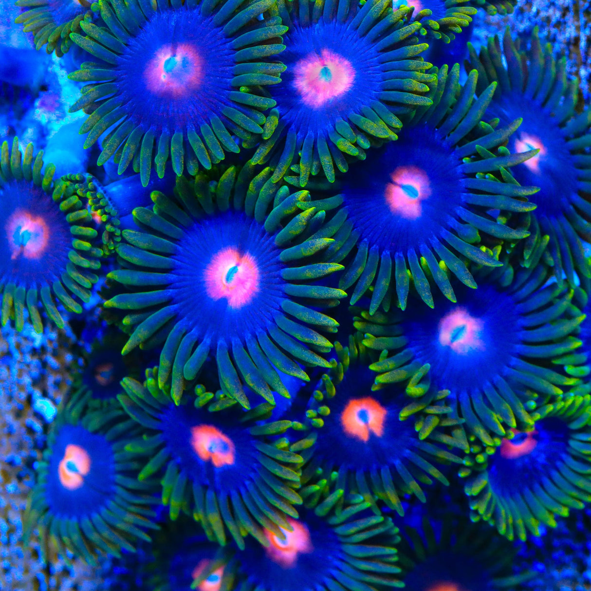 Blow Pop Zoanthids Coral