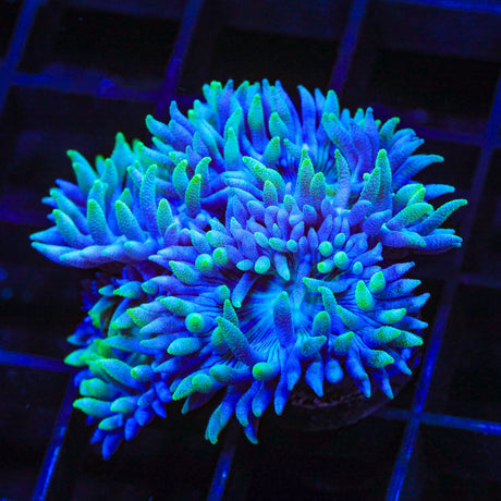 Blue Duncan Coral