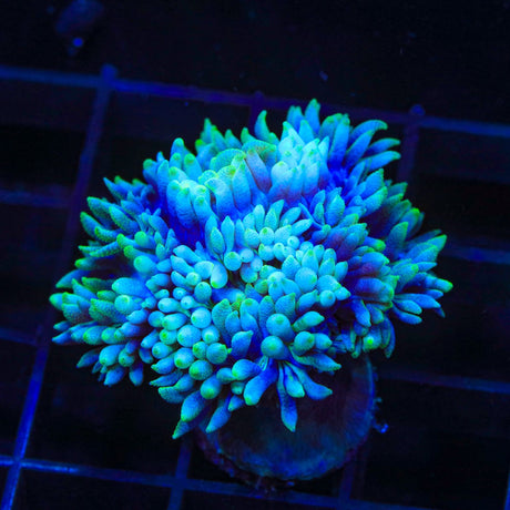 Blue Duncan Coral