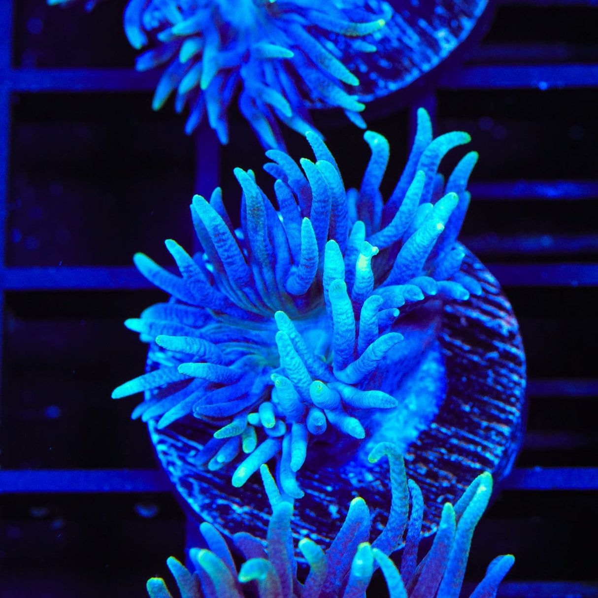 Blue Duncan Coral