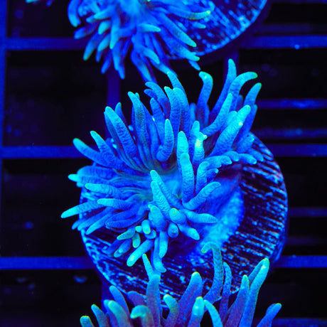 Blue Duncan Coral