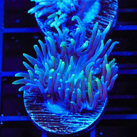 Blue Duncan Coral
