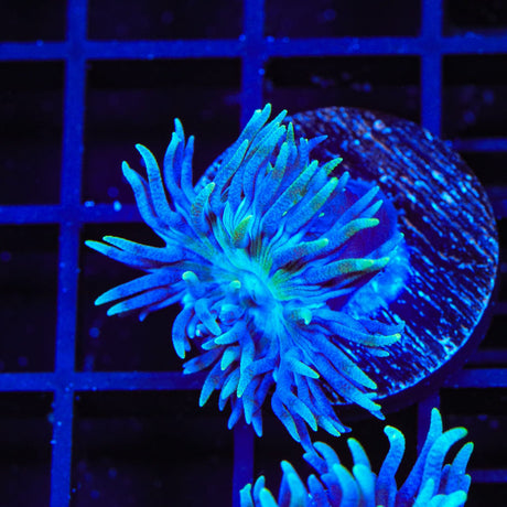 Blue Duncan Coral