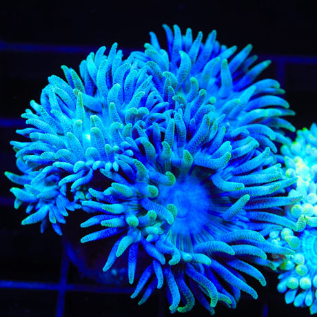 Blue Duncan Coral