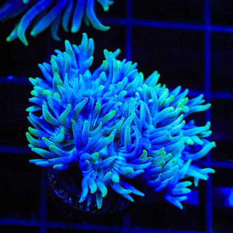 Blue Duncan Coral