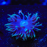 Blue Duncan Coral