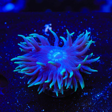 Blue Duncan Coral
