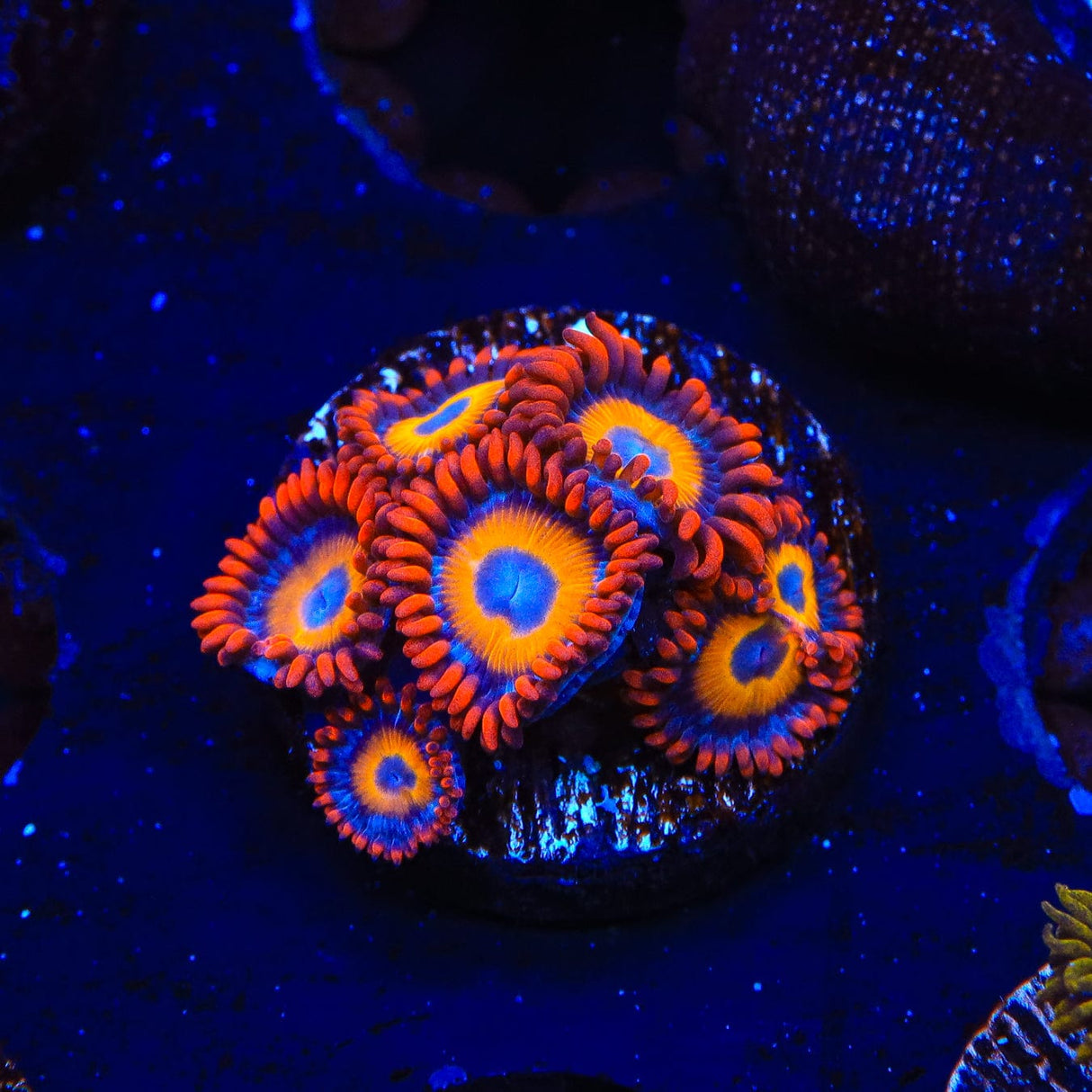 Blue Eye Blondie Zoanthids Coral