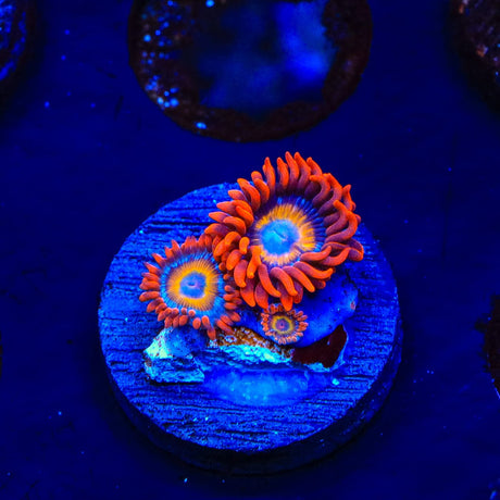 Blue Eye Blondie Zoanthids Coral