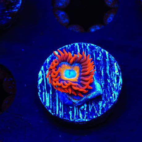 Blue Eye Blondie Zoanthids Coral