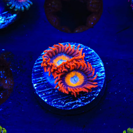 Blue Eye Blondie Zoanthids Coral