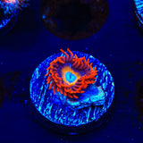 Blue Eye Blondie Zoanthids Coral