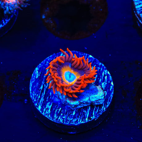 Blue Eye Blondie Zoanthids Coral