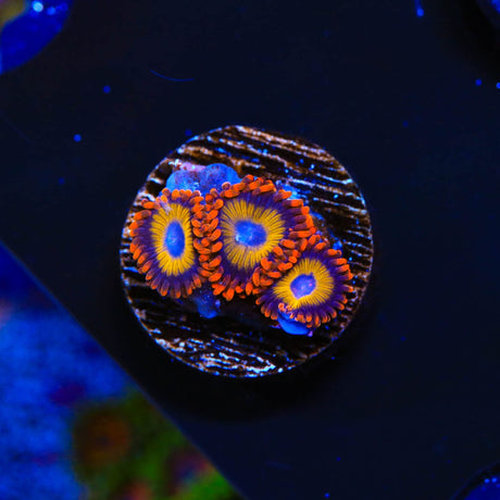 Blue Eye Blondie Zoanthids Coral