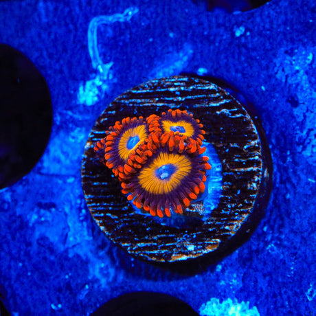 Blue Eye Blondie Zoanthids Coral