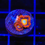 Blue Eye Blondie Zoanthids Coral