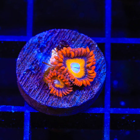 Blue Eye Blondie Zoanthids Coral