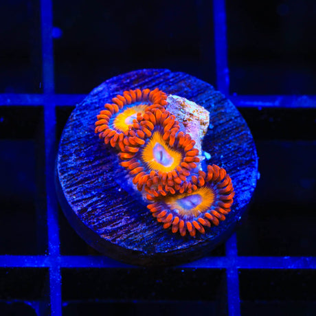Blue Eye Blondie Zoanthids Coral
