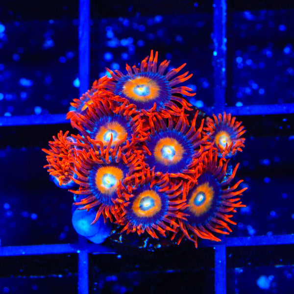 Blue Eye Blondie Zoanthids Coral