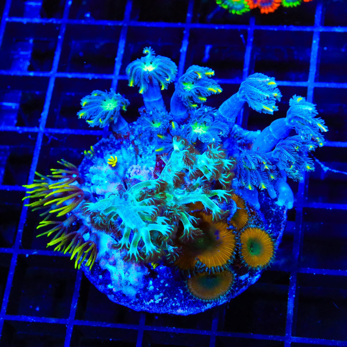 Blue Eye Green Star, Clove Polyps and Lemon Twist Zoanthids Coral