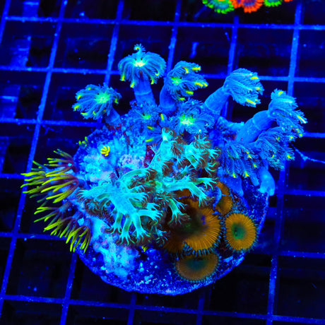 Blue Eye Green Star, Clove Polyps and Lemon Twist Zoanthids Coral