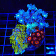 Blue Eye Green Star, Clove Polyps and Orange Oxide Combo Zoanthids Coral