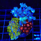 Blue Eye Green Star, Clove Polyps and Orange Oxide Combo Zoanthids Coral