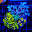 Blue Eye Green Star, Clove Polyps, Kenya Tree and Rainbow Raptor Combo Zoanthids Coral