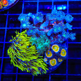 Blue Eye Green Star, Clove Polyps, Kenya Tree and Rainbow Raptor Combo Zoanthids Coral