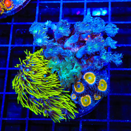 Blue Eye Green Star, Clove Polyps, Kenya Tree and Rainbow Raptor Combo Zoanthids Coral